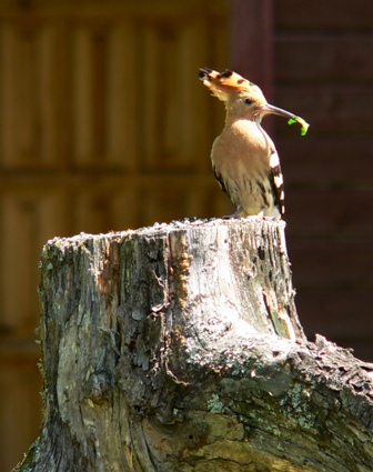 hoopoe