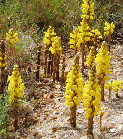 Cistanche phelypaea