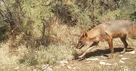 golden jackal