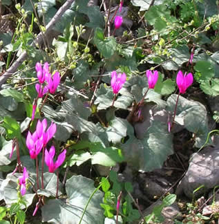 Peloponnese cyclamen 