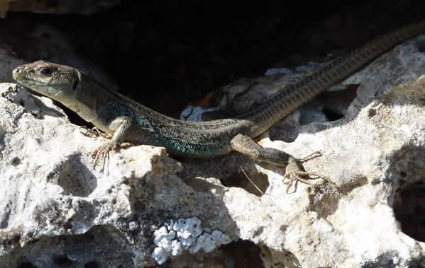 Peloponnese wall lizard