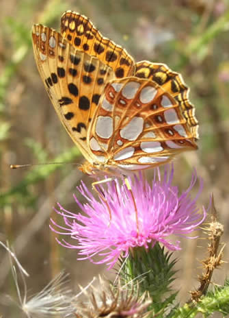 queen of Spain fritillary
