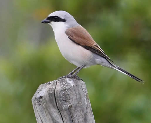 red-backed shrike