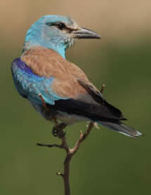 roller