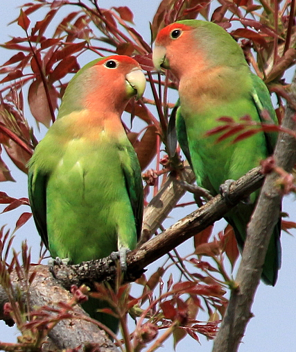 Rosy-faced lovebird