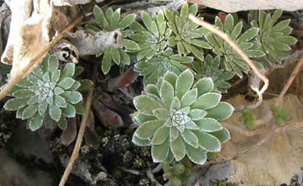 Saxifraga stribrnyi