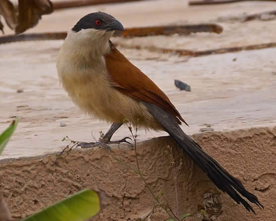 Senegal coucal