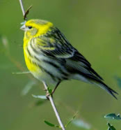 serin in Languedoc