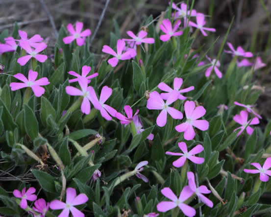 Silene diclinis (Pau Lucio)