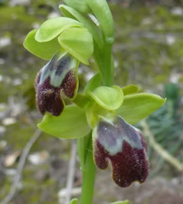 Sombre bee orchid Ophrys fusca