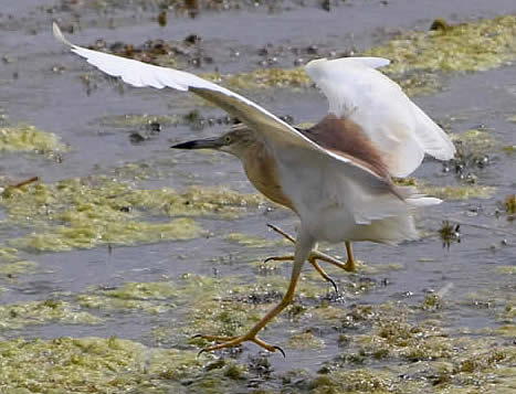 squacco heron (Dawn Stevens)