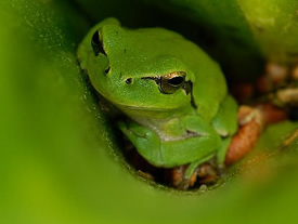 Stripeless tree frog in squill ( Ivan Nethercoat)