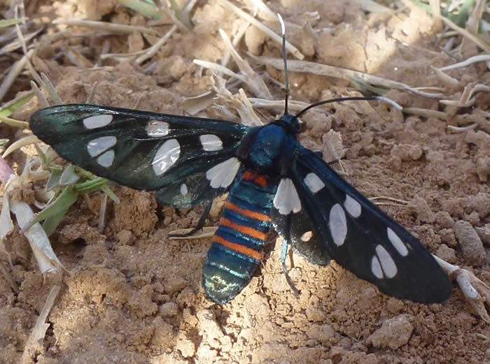 Syntomid moth Amata alicia