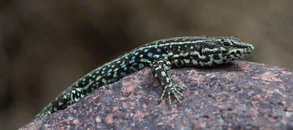 Tyrrhenian Wall Lizard