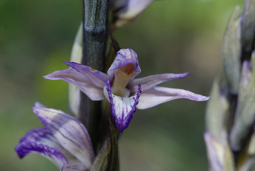 Violet birdsnest orchid (Ivan Nethercoat)