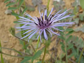 Volutaria maroccana