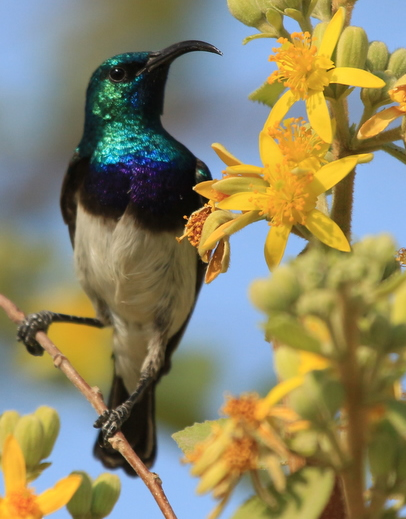 White-bellied sunbird