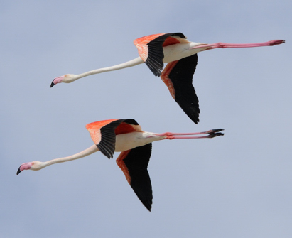 Flamingos (Nick Upton)