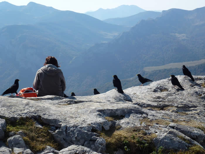 Alpine choughs