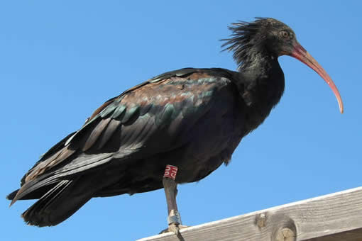Bald ibis