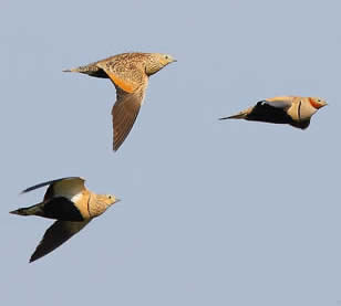 Black-bellied sandgrouse