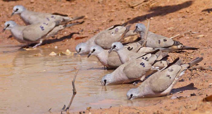 black-bellied wood doves