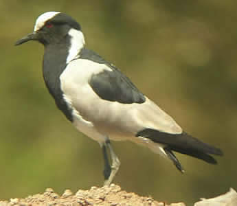 Blacksmith plover