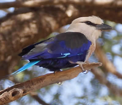 blue-bellied roller