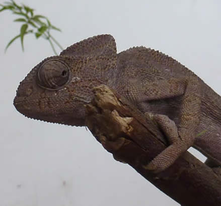 chameleon