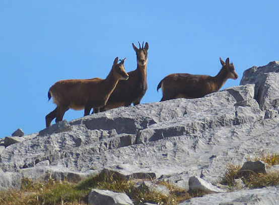 chamois