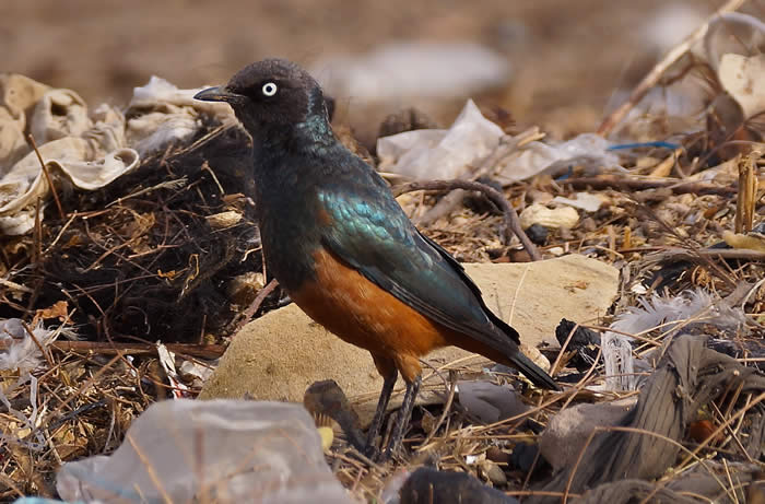 chestnut-bellied starling