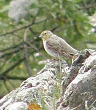 cinereous bunting
