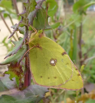 clouded yellow