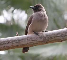 common bulbul