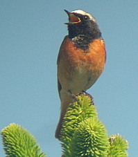 redstart