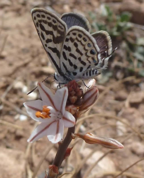 common tiger blue 