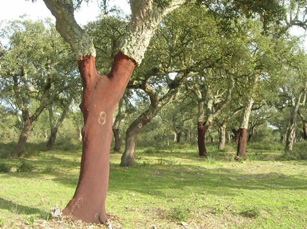 cork oaks