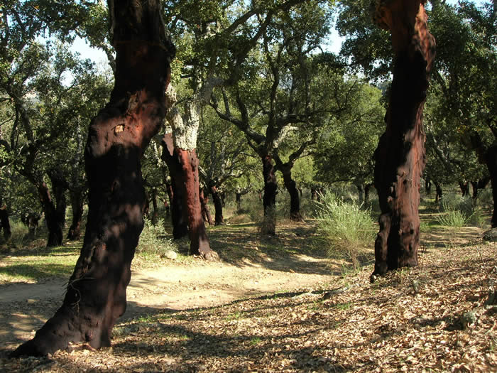 cork oak dehesa