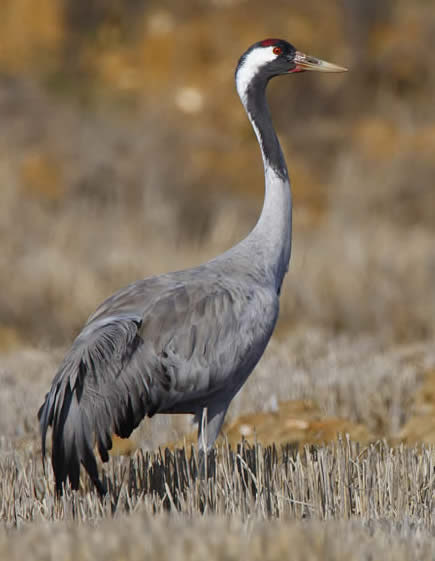 crane