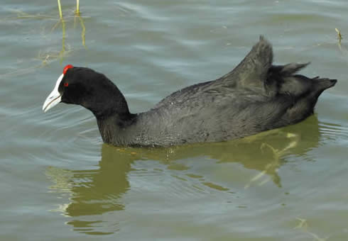 crested coot