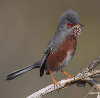 Dartford warbler