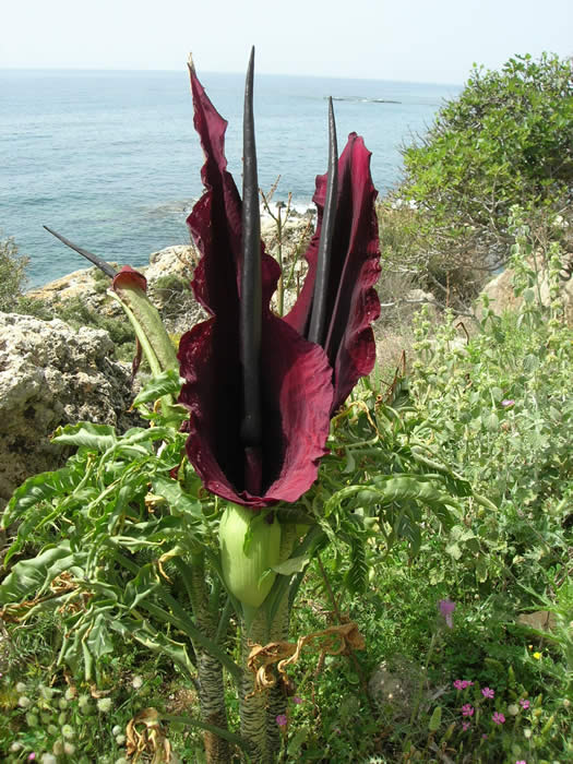 dragonarum