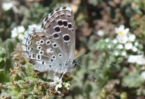 false baton blue