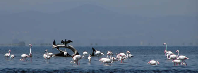 flamingos on the Evros Delta