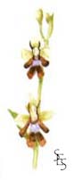 fly orchid (Sue Staniforth)