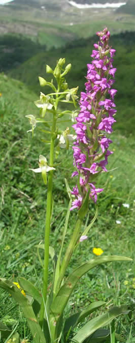 fragrant & large butterfly orchids