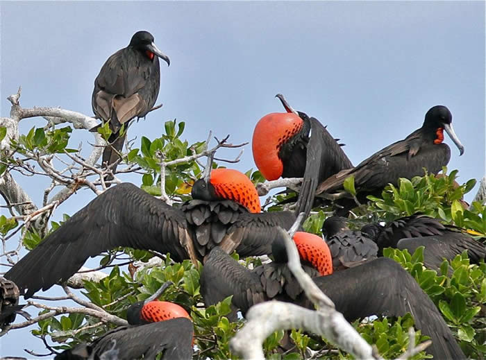 magnificent frigatebirds