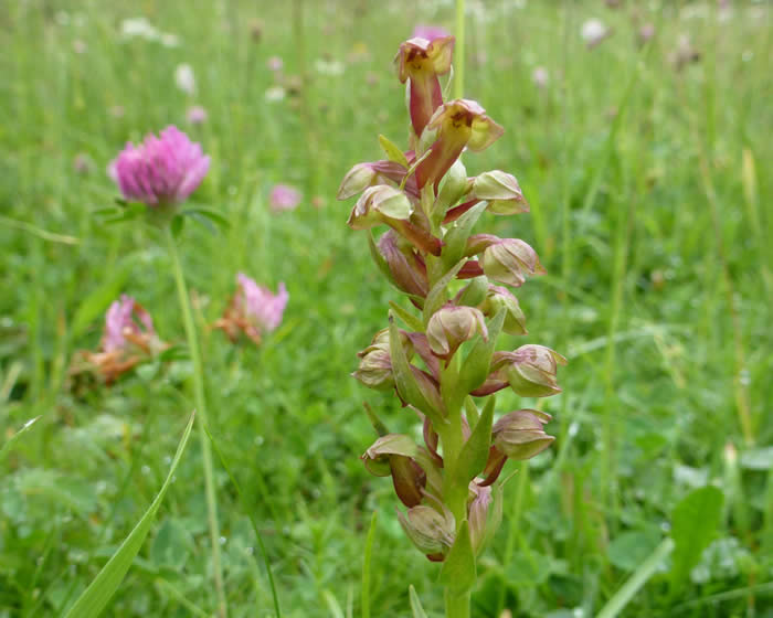 frog orchid