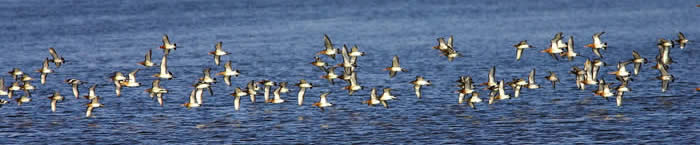 black-tailed godwits