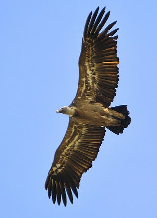 Griffon vulture (Ivan Nethercoat)